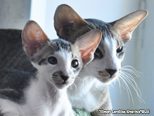 Ориентальные и сиамские кошки - питомника Кристинс. Купить сиамского котенка, купить ориентального котенка