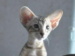 Ориентальные и сиамские кошки - питомника Кристинс. Купить сиамского котенка, купить ориентального котенка
