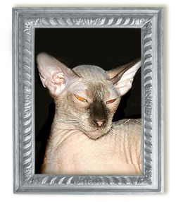Кошка петербургский сфинкс Ch.Skin Cat Queen-уехала